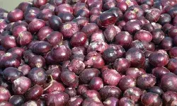 लो कर लो बात- मंडी में 35 रुपए, बाजार में बेची जा रही 80 रुपए KG प्याज