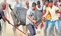 सूअर गाय की लड़ाई रुकवाने पहुंची पुलिस पर हमला- चौकी इंचार्ज ने किये..