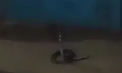 सांप व कुत्ते में हुई भयानक जंग- अंत में हार मानकर दुम दबाकर भागा सांप सांप व कुत्ते में हुई भयानक जंग- अंत में हार मानकर दुम दबाकर भागा सांप