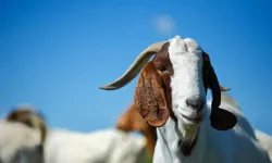 इंसान जैसी शक्ल के बच्चों को बकरी ने दिया जन्म- 5 मिनट बाद ही.. इंसान जैसी शक्ल के बच्चों को बकरी ने दिया जन्म- 5 मिनट बाद ही..