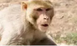 तीन कुंतल मूंगफली गटकने के बाद हाथ आए 359 बंदर- ऐसे फंसाए... तीन कुंतल मूंगफली गटकने के बाद हाथ आए 359 बंदर- ऐसे फंसाए...