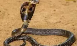 सपेरे से कोबरा सांप लेकर आया- पत्नी बेटी को उसे डसवाया- दोनों की मौत