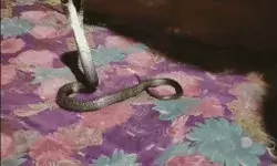 पूरी रात सोया कोबरा सांप के साथ- सवेरे आंख खुली तो सांप को देख.. पूरी रात सोया कोबरा सांप के साथ- सवेरे आंख खुली तो सांप को देख..