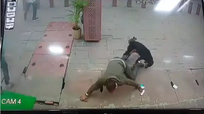ताजमहल पर कुत्ते का राज- पर्यटक पर किया हमला- जमीन पर गिराकर काटा