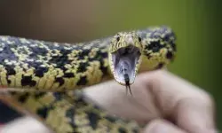 MBBS की डिग्री लेकर लौट रहे डॉक्टर पर मौत का झपट्टा- ऐसे गई जान