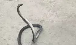 पूरी रात घर रहे कोबरा को सबेरे सोफे पर बैठे देख हवा हुई खराब पूरी रात घर रहे कोबरा को सबेरे सोफे पर बैठे देख हवा हुई खराब