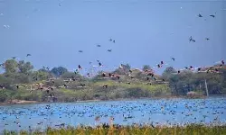 राजस्थान में उदयपुर जिले का बर्ड विलेज मेनार पर्यटन क्षेत्र का खज़ाना राजस्थान में उदयपुर जिले का बर्ड विलेज मेनार पर्यटन क्षेत्र का खज़ाना