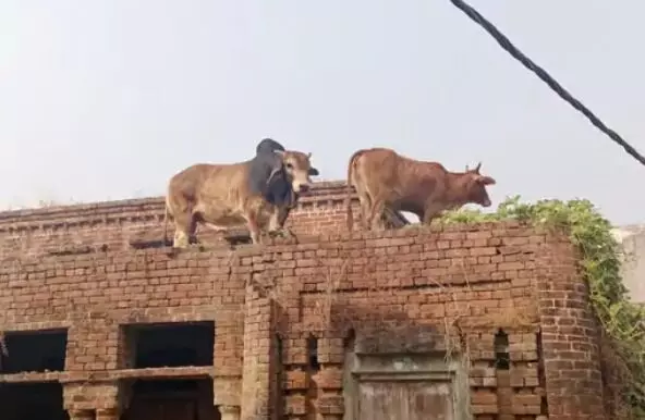 गाय के पीछे दीवाना हुआ सांड छत पर चढ़ा-अखिलेश ने कसा तंज