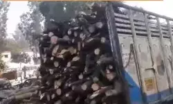 हरे भरे पेड़ों पर आरा चलवाने के मामले मे चौकी प्रभारी समेत 3लाइन हाजिर