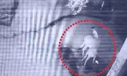 लो कर लो बात- नहीं दिया दूध तो पालतू गाय की कर दी बेरहमी के साथ पिटाई