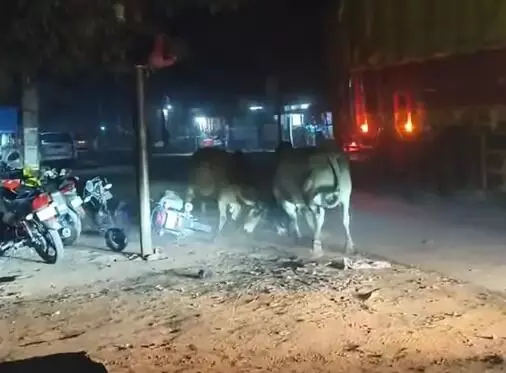 गेहूं के साथ पीसा घुन-दो सांडों की लड़ाई मे लोगो के वाहन क्षतिग्रस्त