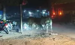 गेहूं के साथ पीसा घुन-दो सांडों की लड़ाई मे लोगो के वाहन क्षतिग्रस्त