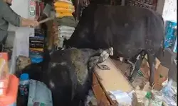 मुसीबत बने दो सांड लड़ते लड़ते परचून की दुकान में घुसे- दुकानदार को.. मुसीबत बने दो सांड लड़ते लड़ते परचून की दुकान में घुसे- दुकानदार को..