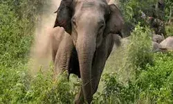 हाथियों ने घरों को किया क्षतिग्रस्त- लोगों ने भागकर बचाई जान