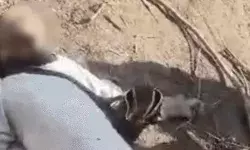 जंगल में लकड़ी लेने गए तीन लोगों की घात लगाकर हत्या जंगल में लकड़ी लेने गए तीन लोगों की घात लगाकर हत्या