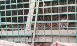 आखिर पिंजरे में कैद हो ही गया तेंदुआ- फंसते ही भीड़ को दिखाई गुर्राहट