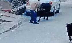 सांड ने पटक पटक कर ले ली मैनेजर की जान- टहलते समय किया हमला... सांड ने पटक पटक कर ले ली मैनेजर की जान- टहलते समय किया हमला...