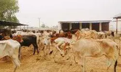 अफसरों का बड़ा गड़बड़झाला- डकार गये करोड़ों का पशुओं का चारा अफसरों का बड़ा गड़बड़झाला- डकार गये करोड़ों का पशुओं का चारा