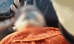 समझौते के लिए गई रेप के आरोपी की पत्नी से गैंगरेप- पेट्रोल डालकर.. समझौते के लिए गई रेप के आरोपी की पत्नी से गैंगरेप- पेट्रोल डालकर..