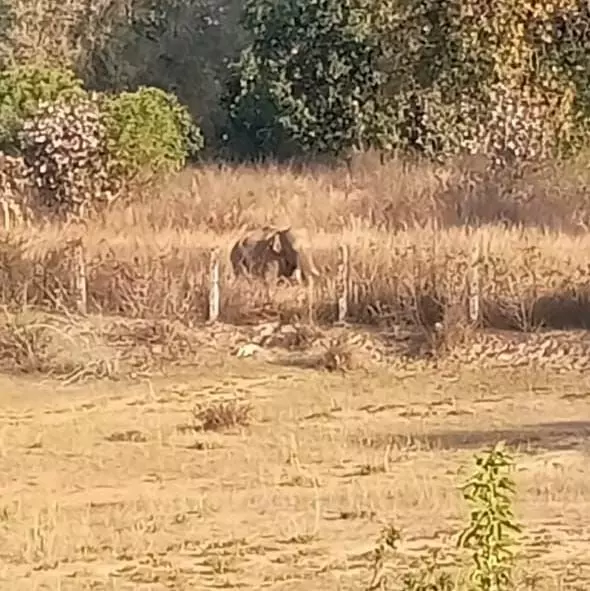 जंगली हाथियों का तांडव ले गया वृद्ध की जान-हमले में नाती गंभीर