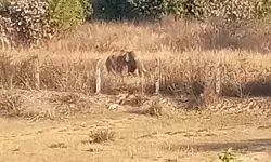 जंगली हाथियों का तांडव ले गया वृद्ध की जान-हमले में नाती गंभीर