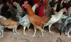 हादसे के बाद मुर्गों की लूट- जिंदा ही नहीं मरा भी उठाकर ले गए लोग