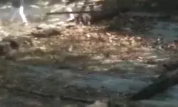 जमीनी विवाद में पत्थर और गोलीबारी में इतने लोग हुए घायल जमीनी विवाद में पत्थर और गोलीबारी में इतने लोग हुए घायल