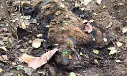 शिकार करने में असहाय हुए बाघ की खाना नहीं मिलने पर चली गई जान शिकार करने में असहाय हुए बाघ की खाना नहीं मिलने पर चली गई जान