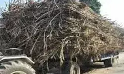मौतों को लेकर सख्त HC ने ट्रैक्टर ट्रॉलियो से माल ढोने पर लगाई रोक मौतों को लेकर सख्त HC ने ट्रैक्टर ट्रॉलियो से माल ढोने पर लगाई रोक
