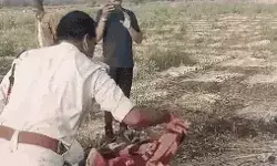 लहसुन की रखवाली कर रहे किसान का मर्डर- खेत में मिला शव लहसुन की रखवाली कर रहे किसान का मर्डर- खेत में मिला शव