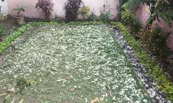 किसानों पर पड़ी मौसम की मार- खेतों में बिछी ओलों की सफेद चादर