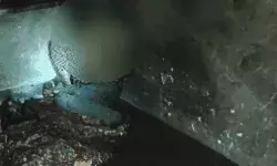 सोते समय घर में लगी आग में पांच लोग जिंदा जले- मचा कोहराम सोते समय घर में लगी आग में पांच लोग जिंदा जले- मचा कोहराम