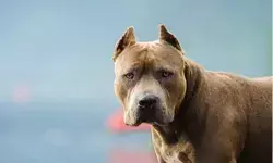 देवर का भाभी पर पिटबुल अटैक- काटने को छोड़ा पालतू डॉग- मुकदमा दर्ज