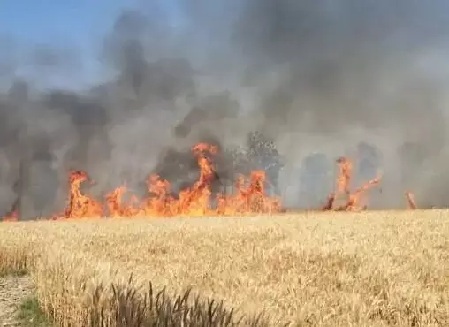 आग ने मचाई तबाही- किसानों की तकरीबन 600 बीघा गेहूं की फसल हुई राख