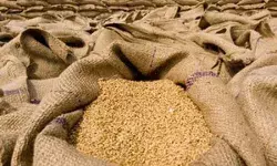 सरकारी कोटे पर गेंहू की खरीद जारी- लेकिन खुले बाजार में मिल रहे.... सरकारी कोटे पर गेंहू की खरीद जारी- लेकिन खुले बाजार में मिल रहे....