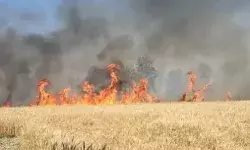 आग ने मचाई तबाही- किसानों की तकरीबन 600 बीघा गेहूं की फसल हुई राख