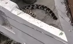 कैंट इलाके में तेंदुए की दस्तक- घर में घुसकर बैठा तेंदुआ- रेस्क्यू ऑपरेशन जारी कैंट इलाके में तेंदुए की दस्तक- घर में घुसकर बैठा तेंदुआ- रेस्क्यू ऑपरेशन जारी