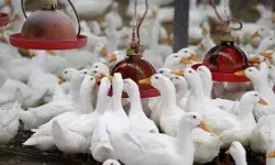 बर्ड फ्लू से मचा हड़कंप- घरेलू पक्षियों को मारने का फैसला बर्ड फ्लू से मचा हड़कंप- घरेलू पक्षियों को मारने का फैसला