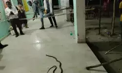 मतदान केंद्र पर निकला सांप- मचा हड़कंप- ग्रामीणों ने किसी तरह... मतदान केंद्र पर निकला सांप- मचा हड़कंप- ग्रामीणों ने किसी तरह...