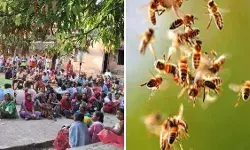 मतदाताओं पर मधुमक्खियों ने किया हमला- आठ लोग घायल