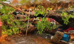 आंधी की मार से बेहाल होकर गिरा पेड़ ले गया दो महिलाओं की जान आंधी की मार से बेहाल होकर गिरा पेड़ ले गया दो महिलाओं की जान