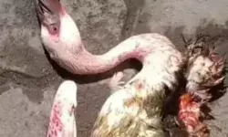 लैंडिंग के दौरान फ्लेमिंगो का झुंड प्लेन से टकराया- 29 पक्षियों की मौत लैंडिंग के दौरान फ्लेमिंगो का झुंड प्लेन से टकराया- 29 पक्षियों की मौत