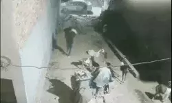 बकरे बकरियों पर टूटा चोरों का कहर- खोलने के बाद गाड़ी में भरकर ले गए बकरे बकरियों पर टूटा चोरों का कहर- खोलने के बाद गाड़ी में भरकर ले गए