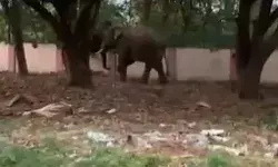 कॉलोनी में घुसे जंगली हाथियों ने मचाया तांडव- घरों में कैद हुए लोग कॉलोनी में घुसे जंगली हाथियों ने मचाया तांडव- घरों में कैद हुए लोग