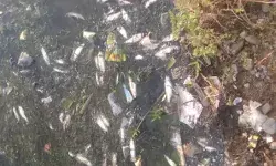 49 डिग्री तापमान से नदी के पानी में आया उबाल- मछलियों की मौत 49 डिग्री तापमान से नदी के पानी में आया उबाल- मछलियों की मौत