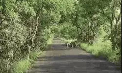 सड़क पर टाइगरों का दंगल- लडाई में दोनों की दहाड़ सुन दहशत से कांपें... सड़क पर टाइगरों का दंगल- लडाई में दोनों की दहाड़ सुन दहशत से कांपें...