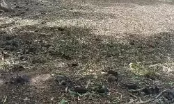 गर्मी से बेहाल होकर पेड़ से आम की तरह टपककर गिरे चमगादड़- 700.... गर्मी से बेहाल होकर पेड़ से आम की तरह टपककर गिरे चमगादड़- 700....