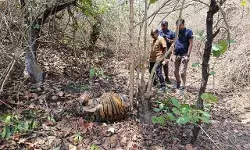 जंगल मे हुई वर्चस्व जंग में 2 साल के नर बाघ की मौत- जांच में जुटे अफसर जंगल मे हुई वर्चस्व जंग में 2 साल के नर बाघ की मौत- जांच में जुटे अफसर