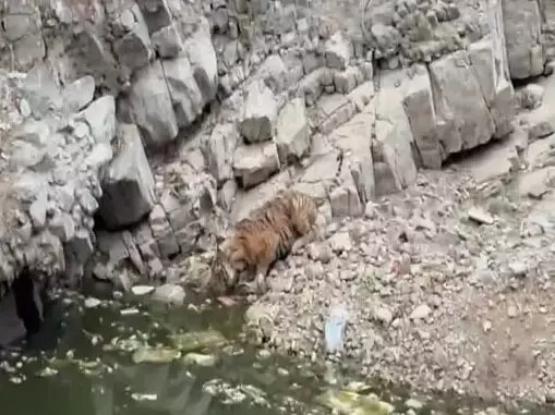 पानी की तलाश में जंगल से निकलकर हाईवे पर पहुंची बाघिन- यातायात जाम पानी की तलाश में जंगल से निकलकर हाईवे पर पहुंची बाघिन- यातायात जाम