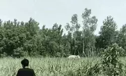 REEL बनाने से भड़के हाथी ने युवक को सूंड से उठाकर पटका- सीने पर रखा...